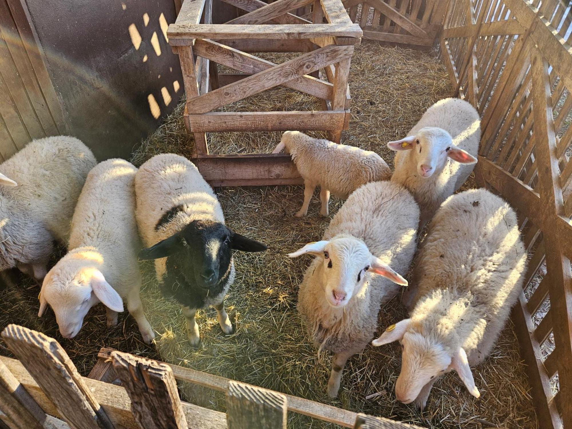 Tourist Farm Pr'Dovar Cerklje na Gorenjskem Dış mekan fotoğraf